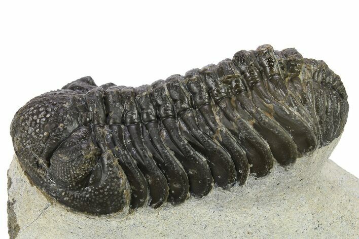 Bargain, Morocops Trilobite - Ofaten, Morocco #272839